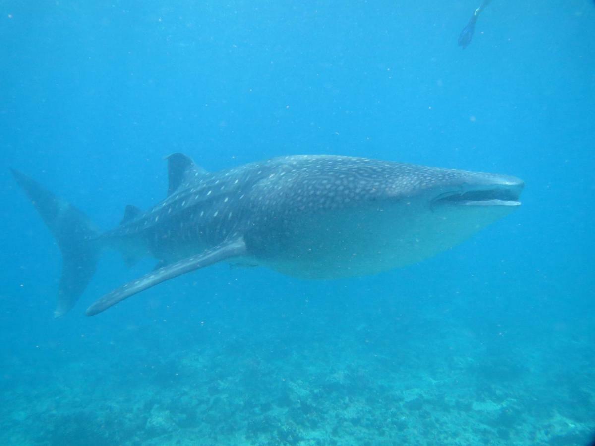 Vakarufalhi Maldives Dhangethi Eksteriør billede
